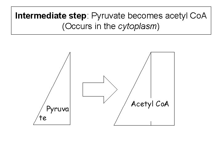 Intermediate step: Pyruvate becomes acetyl Co. A (Occurs in the cytoplasm) Pyruva te Acetyl