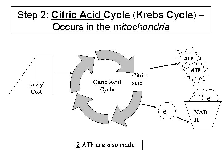 Step 2: Citric Acid Cycle (Krebs Cycle) – Occurs in the mitochondria ATP Acetyl