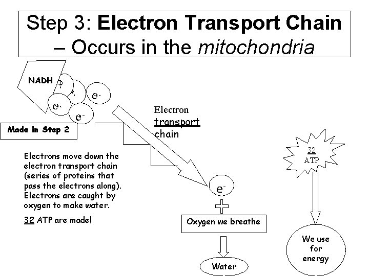 Step 3: Electron Transport Chain – Occurs in the mitochondria e- NADH e- e-