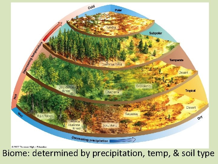 Biome: determined by precipitation, temp, & soil type 