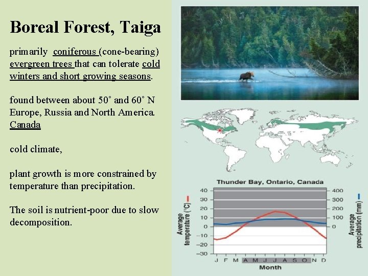 Boreal Forest, Taiga primarily coniferous (cone-bearing) evergreen trees that can tolerate cold winters and