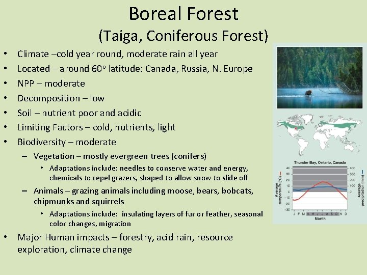 Boreal Forest (Taiga, Coniferous Forest) • • Climate –cold year round, moderate rain all