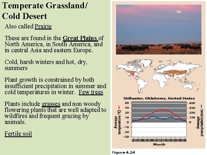 Temperate Grassland/ Cold Desert Also called Prairie These are found in the Great Plains