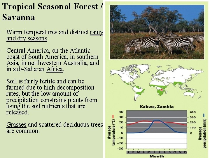 Tropical Seasonal Forest / Savanna • Warm temperatures and distinct rainy and dry seasons
