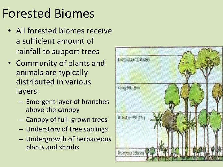 Forested Biomes • All forested biomes receive a sufficient amount of rainfall to support