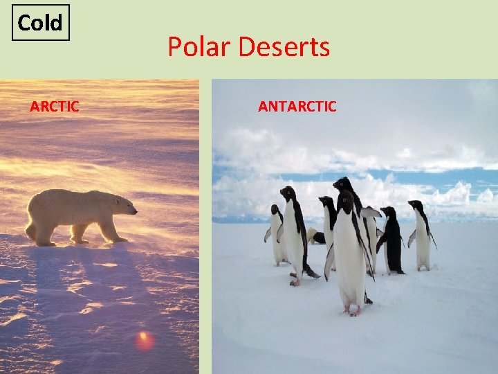 Cold ARCTIC Polar Deserts ANTARCTIC 
