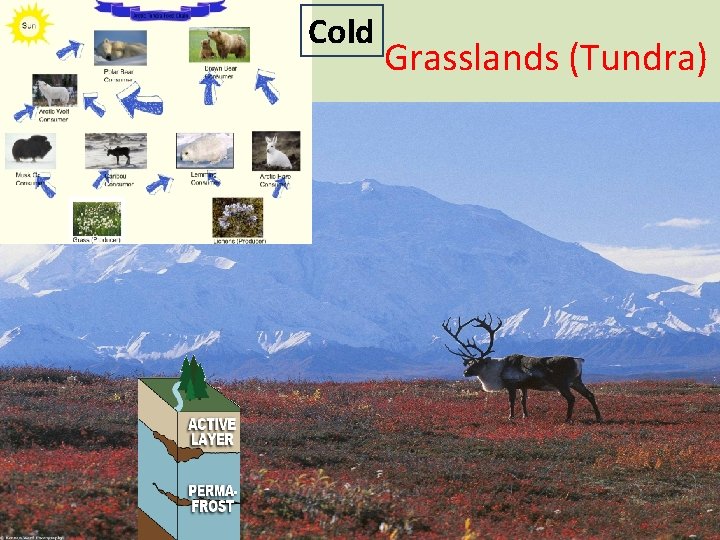 Cold Grasslands (Tundra) 
