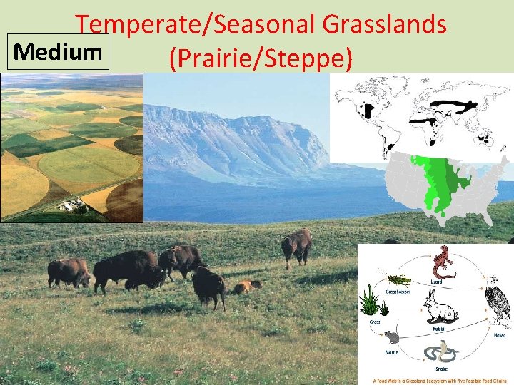 Temperate/Seasonal Grasslands Medium (Prairie/Steppe) 