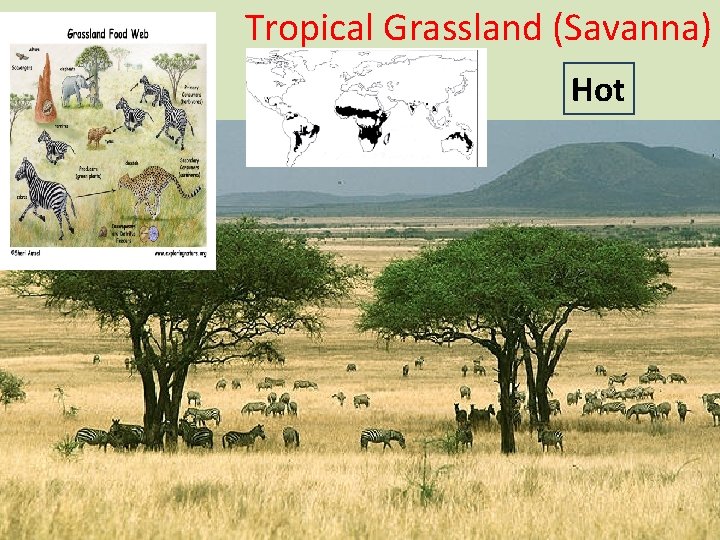 Tropical Grassland (Savanna) Hot 