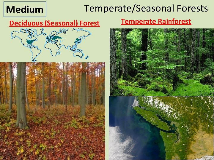 Medium Temperate/Seasonal Forests Deciduous (Seasonal) Forest Temperate Rainforest 