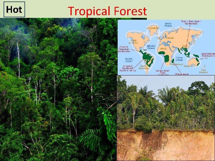 Hot Tropical Forest 