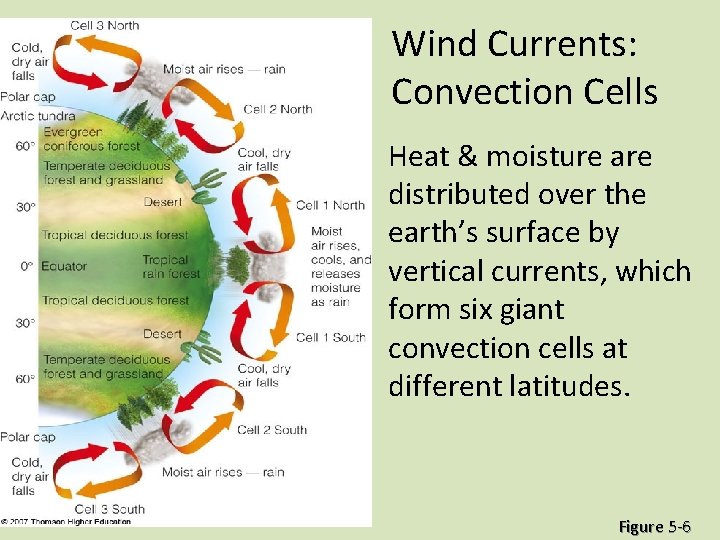 Wind Currents: Convection Cells • Heat & moisture are distributed over the earth’s surface