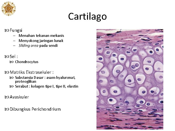 Cartilago Fungsi – Menahan tekanan mekanis – Menyokong jaringan lunak – Sliding area pada Cartilago Fungsi – Menahan tekanan mekanis – Menyokong jaringan lunak – Sliding area pada