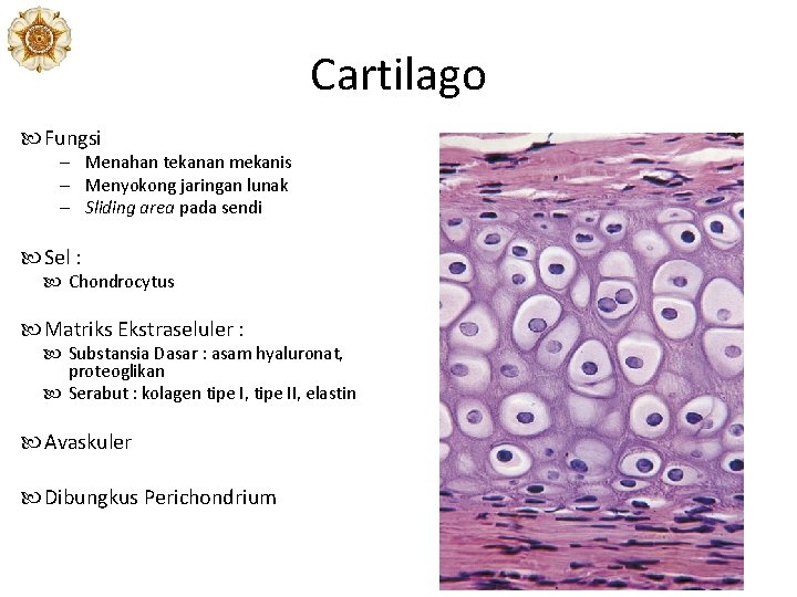 Cartilago Fungsi – Menahan tekanan mekanis – Menyokong jaringan lunak – Sliding area pada