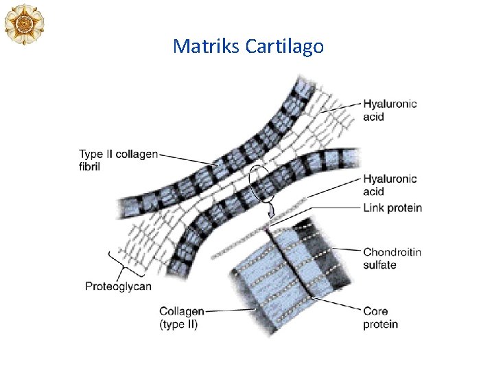 Matriks Cartilago Matriks Cartilago