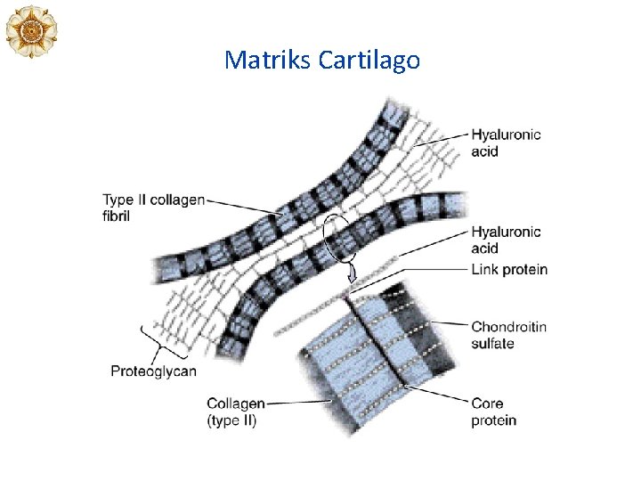 Matriks Cartilago 