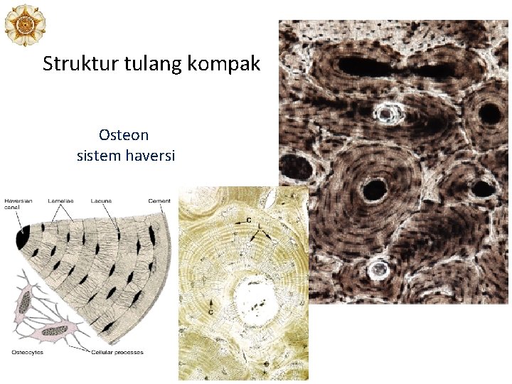 Struktur tulang kompak Osteon sistem haversi 