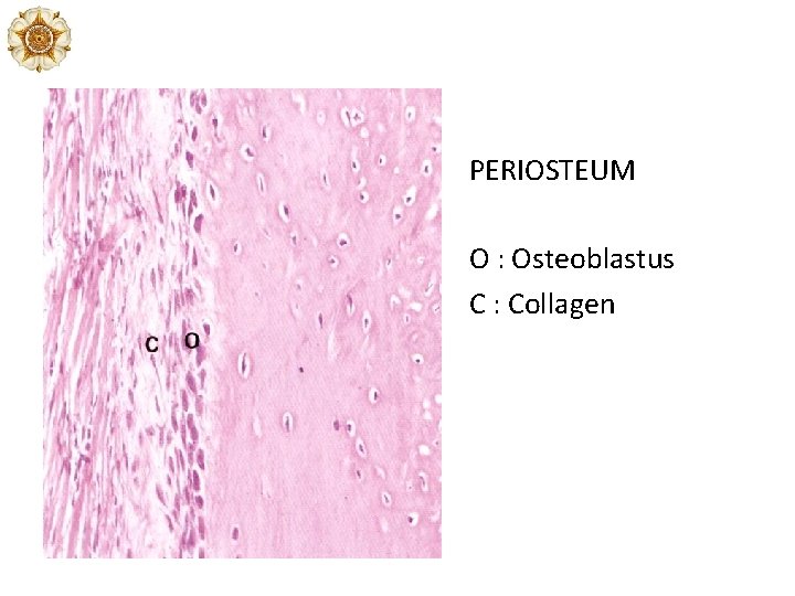 PERIOSTEUM O : Osteoblastus C : Collagen 