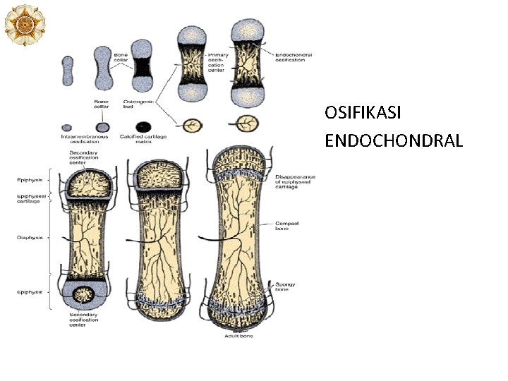 OSIFIKASI ENDOCHONDRAL OSIFIKASI ENDOCHONDRAL