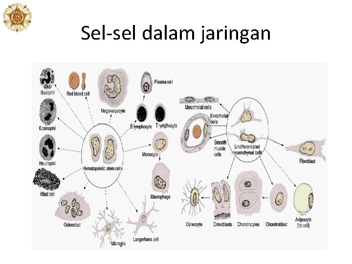 Sel-sel dalam jaringan Sel-sel dalam jaringan