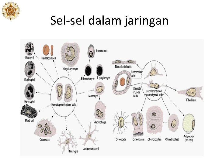 Sel-sel dalam jaringan 