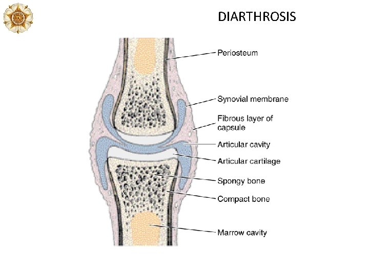 DIARTHROSIS 