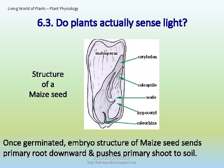 Living World of Plants – Plant Physiology 6. 3. Do plants actually sense light?