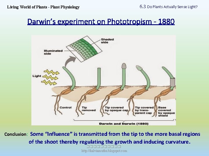 6. 3 Do Plants Actually Sense Light? Living World of Plants - Plant Physiology