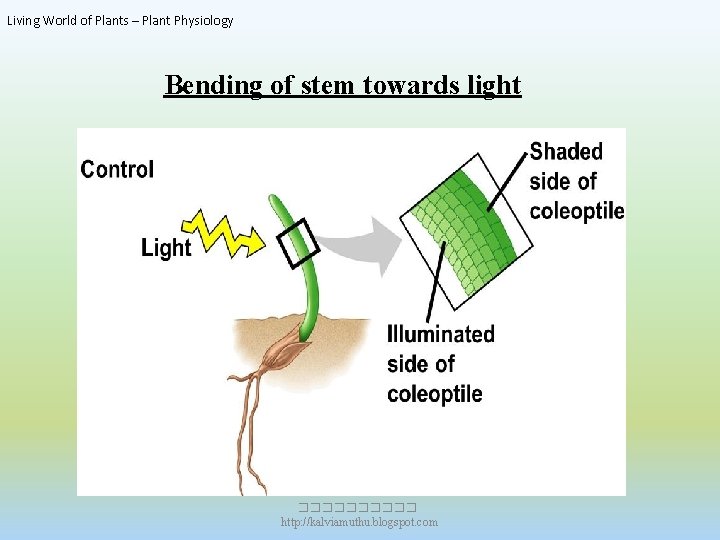 Living World of Plants – Plant Physiology Bending of stem towards light ����� http: