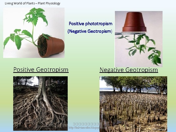 Living World of Plants – Plant Physiology Positive phototropism (Negative Geotropism) Positive Geotropism Negative