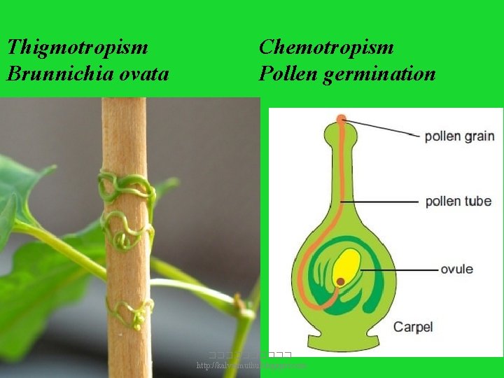Thigmotropism Brunnichia ovata Chemotropism Pollen germination ����� http: //kalviamuthu. blogspot. com Thigmotropism Brunnichia ovata Chemotropism Pollen germination ����� http: //kalviamuthu. blogspot. com