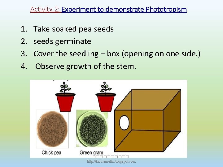Activity 2: Experiment to demonstrate Phototropism 1. Take soaked pea seeds 2. seeds germinate Activity 2: Experiment to demonstrate Phototropism 1. Take soaked pea seeds 2. seeds germinate