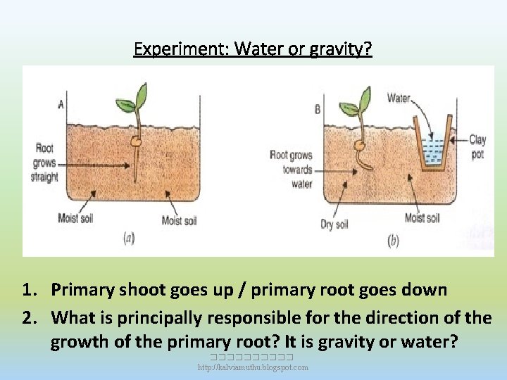 Experiment: Water or gravity? 1. Primary shoot goes up / primary root goes down