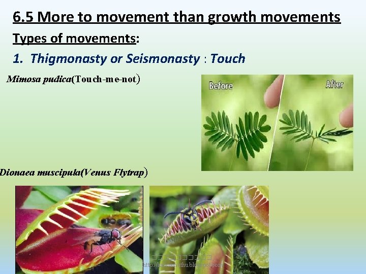6. 5 More to movement than growth movements Types of movements: 1. Thigmonasty or