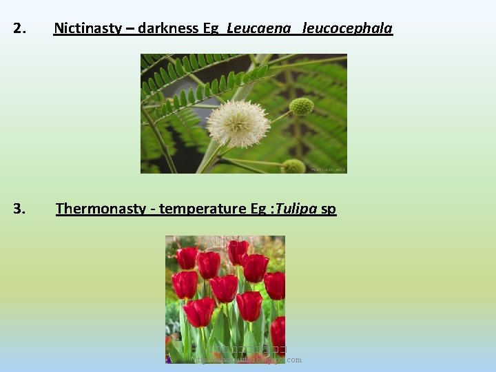 2. Nictinasty – darkness Eg Leucaena leucocephala 3. Thermonasty - temperature Eg : Tulipa