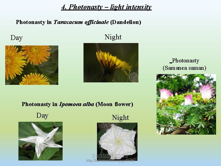 4. Photonasty – light intensity Photonasty in Taraxacum officinale (Dandelion) Night Day Photonasty (Samanea