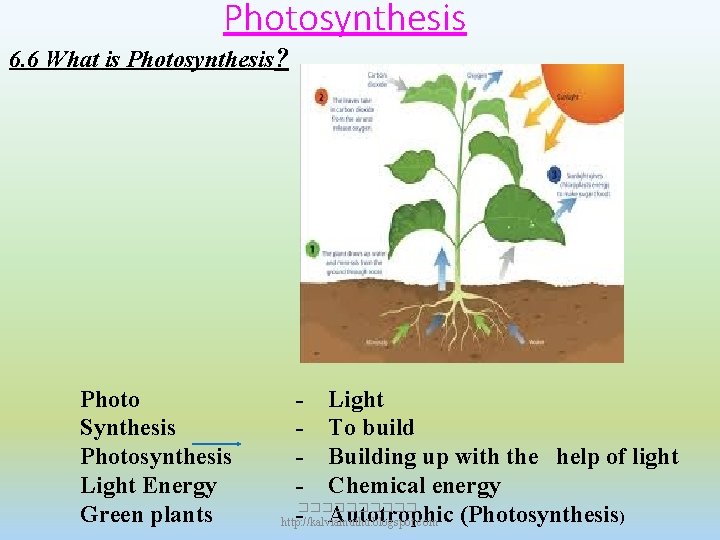Photosynthesis 6. 6 What is Photosynthesis? Photo Synthesis Photosynthesis Light Energy Green plants -
