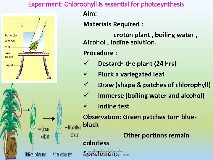 Experiment: Chlorophyll is essential for photosynthesis Aim: Materials Required : croton plant , boiling Experiment: Chlorophyll is essential for photosynthesis Aim: Materials Required : croton plant , boiling