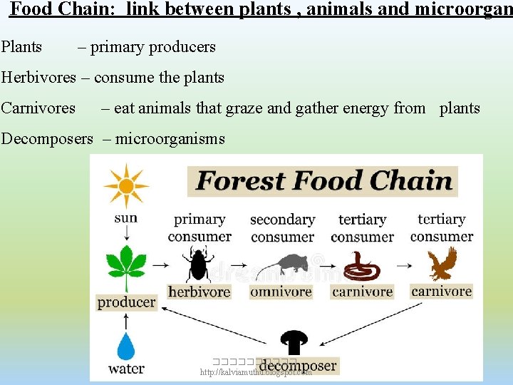 Food Chain: link between plants , animals and microorgan Plants – primary producers Herbivores Food Chain: link between plants , animals and microorgan Plants – primary producers Herbivores