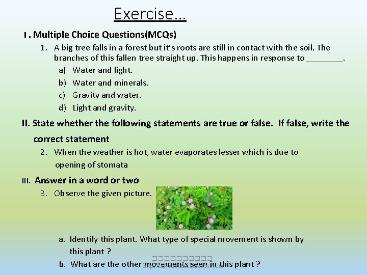 Exercise… I. Multiple Choice Questions(MCQs) 1. A big tree falls in a forest but