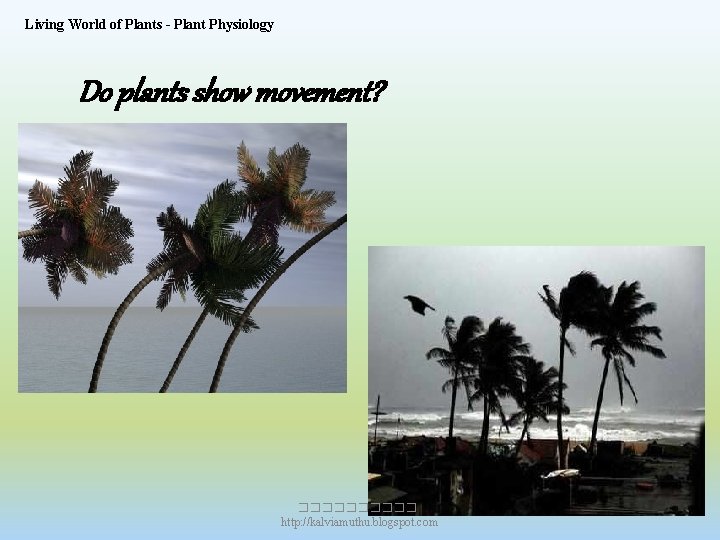 Living World of Plants - Plant Physiology Do plants show movement? ����� http: //kalviamuthu.
