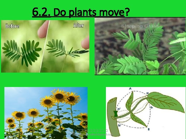 6. 2. Do plants move? ����� http: //kalviamuthu. blogspot. com 