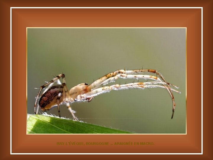 ISSY-L'ÉVÊQUE, BOURGOGNE. . . ARAIGNÉE EN MACRO. 