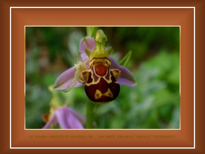 LE VIGAN, LANGUEDOC-ROUSSILLON. . . ORCHIDÉE SAUVAGE "ABEILLE" SOURIANTE ! 