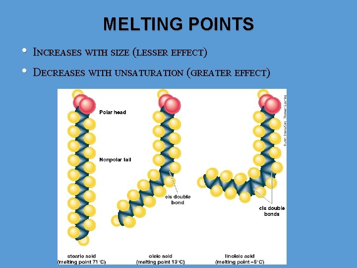MELTING POINTS • • INCREASES WITH SIZE (LESSER EFFECT) DECREASES WITH UNSATURATION (GREATER EFFECT)