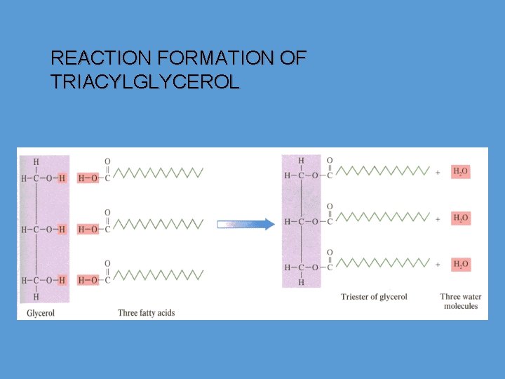 REACTION FORMATION OF TRIACYLGLYCEROL 