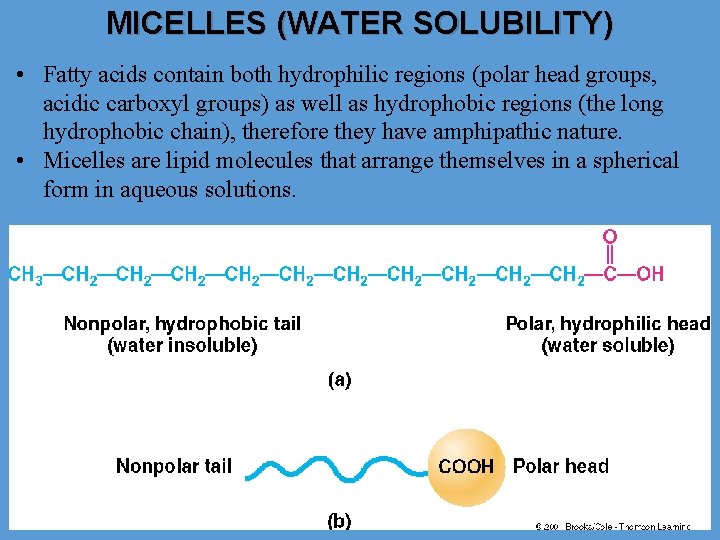 MICELLES (WATER SOLUBILITY) • Fatty acids contain both hydrophilic regions (polar head groups, acidic