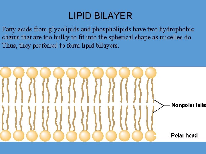 LIPID BILAYER Fatty acids from glycolipids and phospholipids have two hydrophobic chains that are