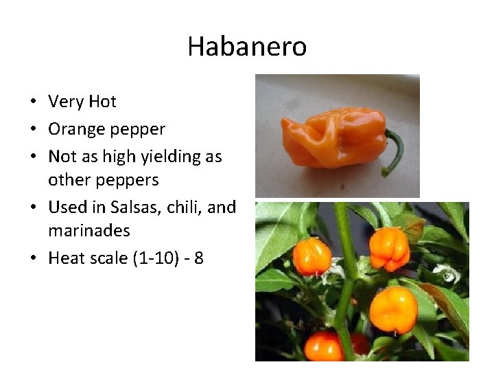 Habanero • Very Hot • Orange pepper • Not as high yielding as other