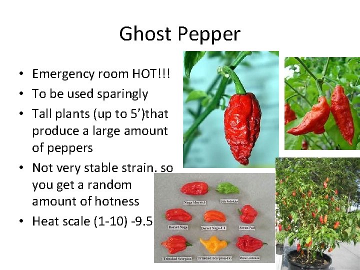 Ghost Pepper • Emergency room HOT!!! • To be used sparingly • Tall plants